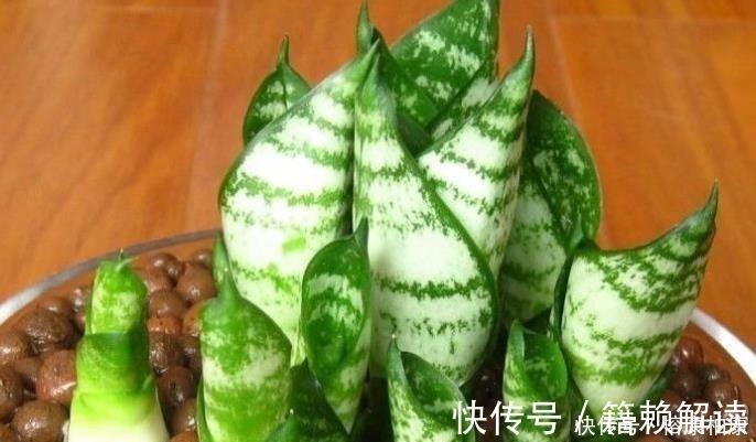 营养物质|厨房这些东西用来养虎皮兰,很快长出侧芽一盆变几盆,省钱又方便