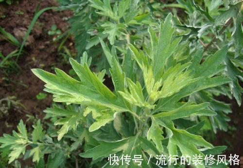 提高免疫力|十个女人9个妇科病,3种食物,提高免疫力,抑菌,远离妇科病