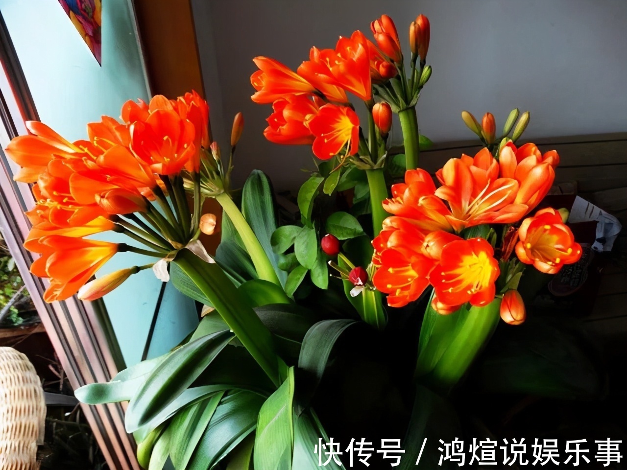 想要君子兰一花多箭，现在就得做好养护，背熟5句话，用上就管事