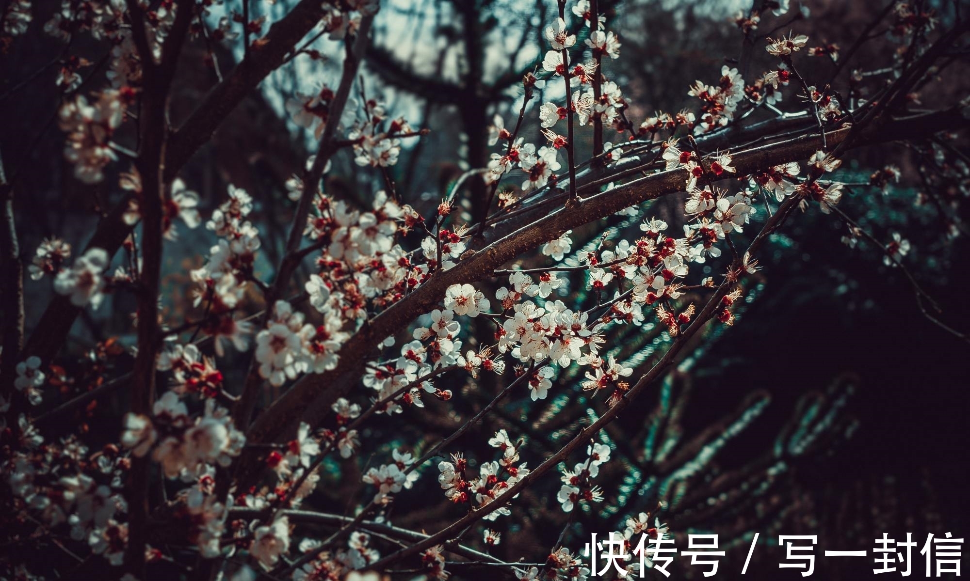 空青&欧阳修自己都满意的一首诗,称前4句浑然一体,结尾14字豁达乐观