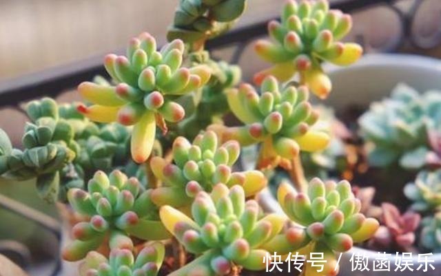 养花难不如盆栽多肉乙女心,既好看又好养,学会扦插法秒变多株