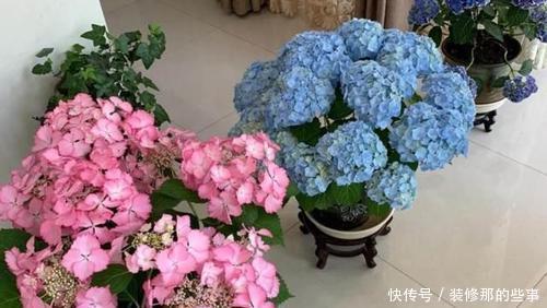 新手|5种花,现在扦插正当时,天越热生根越快,适合新手