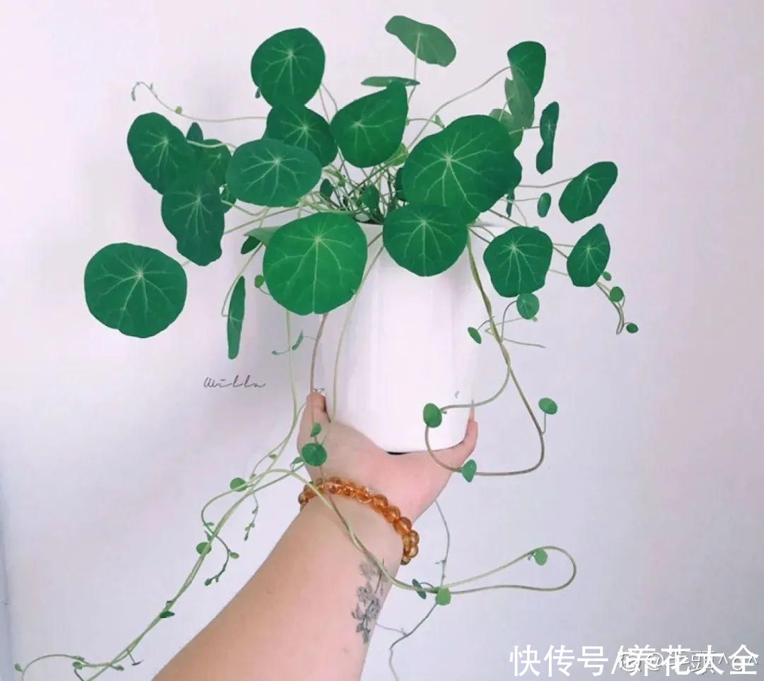 半死不活的花，扔水里，突然长疯了