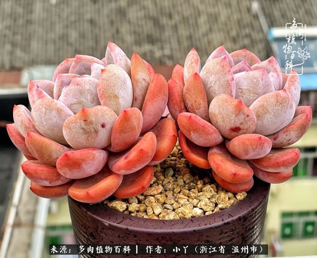 祖上无院家里无矿,一腔浪漫情怀付诸楼顶造花!