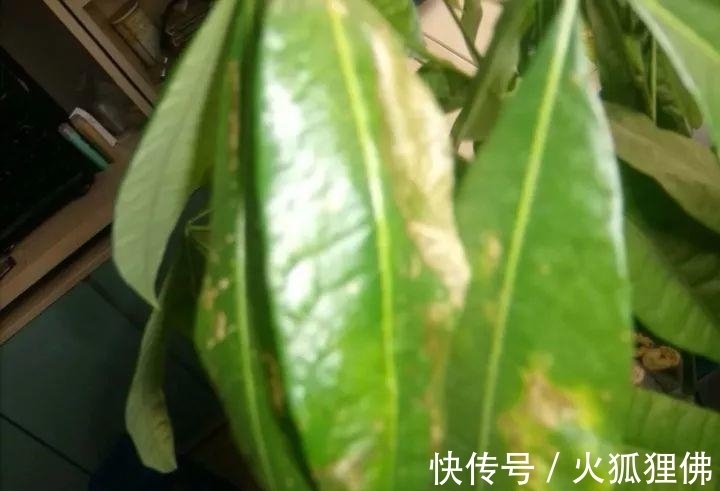 秋冬|秋冬发财树怎么养?知道这4点就够了,保证枝繁叶茂