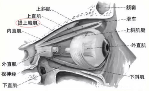 黑眼仁|上睑下垂眼无神，做个双眼皮手术就能搞定吗？