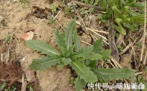 水沟|这种长在水沟边的野草,叶片上都是毛,不仅能强筋骨,还能治胃痛