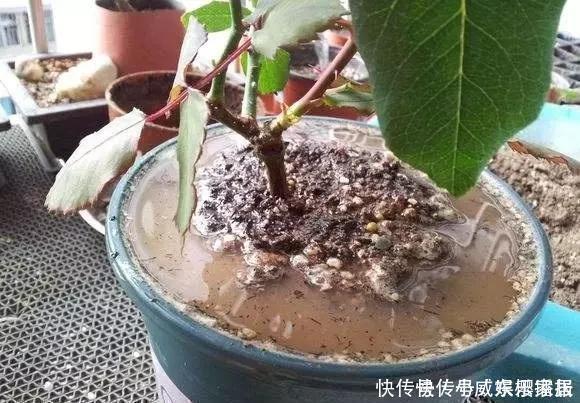 2种小药片,砸碎扔水里浇花,不烂根,不黄叶,花卉越长越旺