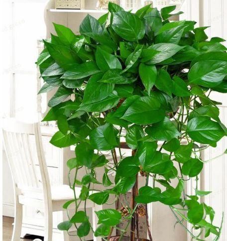 4种花是爆盆“能手”,特别适合客厅养一盆,漂亮上档次