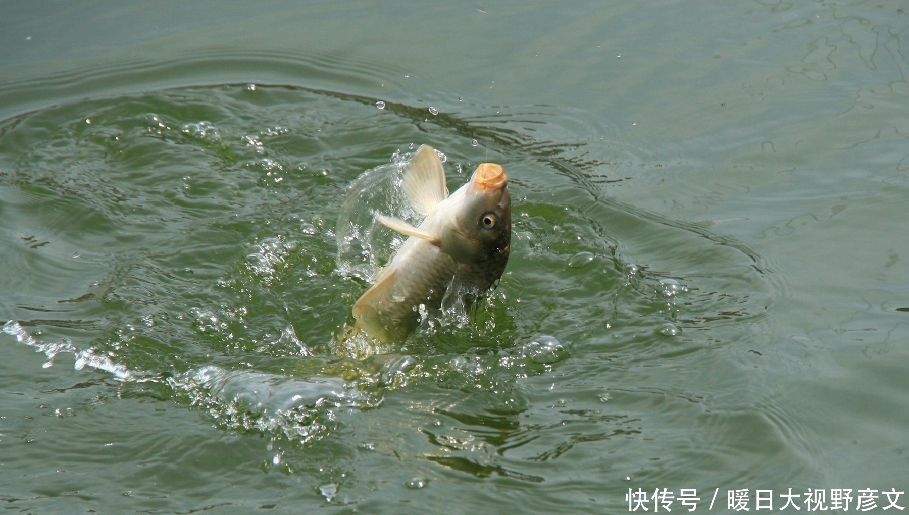 钓鱼|什么钓鱼会死窝？掌握以下几个技巧，再也不怕钓鱼死窝了