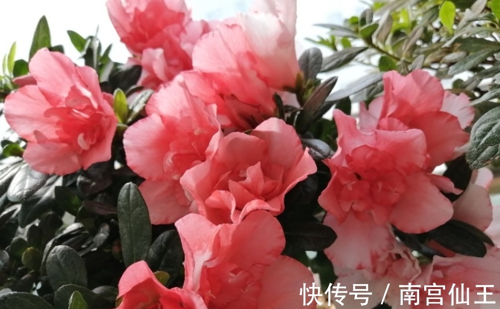 家庭养护花草必备三种肥,氮肥磷肥硫酸亚铁