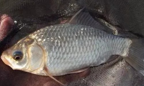 冬钓如何打窝上鱼快?这3个大招不用就亏了,钓上的都是大鲫鱼