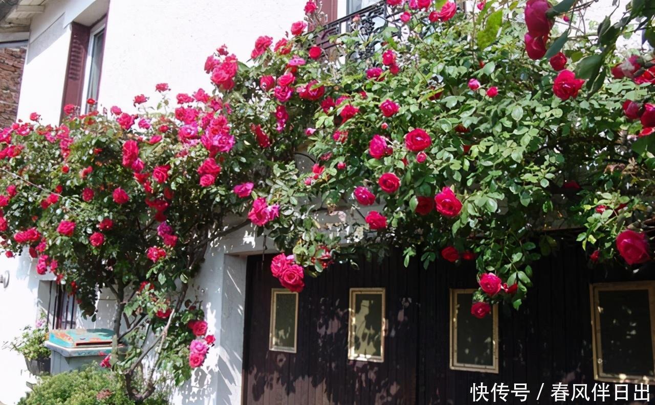 参观了这个院子,才明白什么叫花海,院子里没有一处空地,太美了