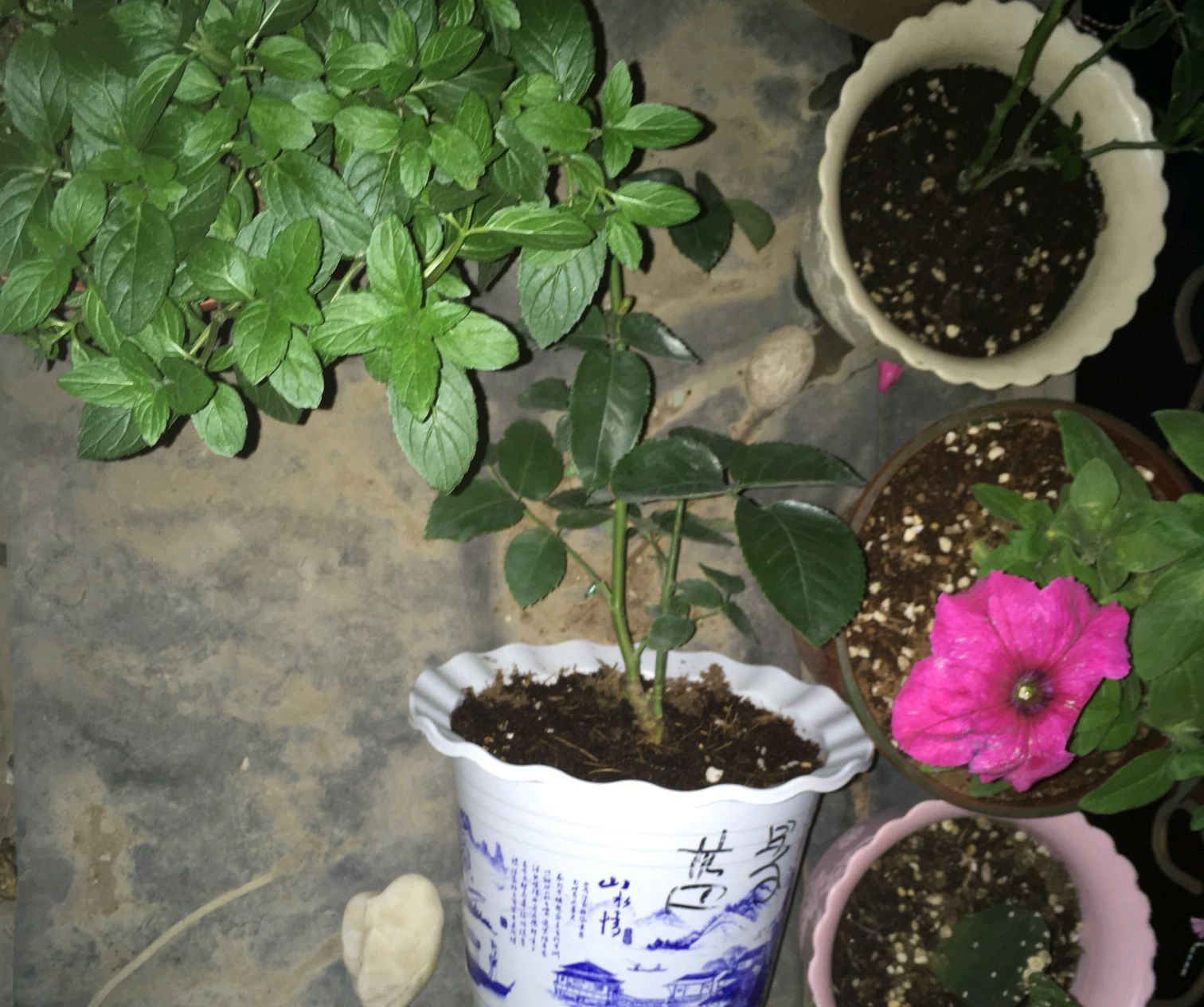 月季花枝条太少怎么办只需把花盆倒着放，一个月新芽蹭蹭长