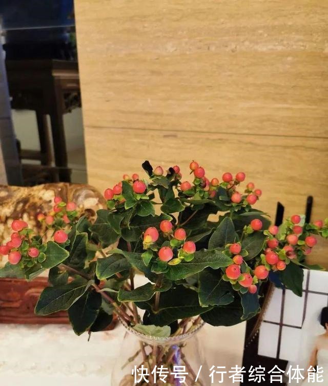 一方阳台,一方多肉,我的生活和姿态!一方阳台,一方多肉,我的生活和姿态!