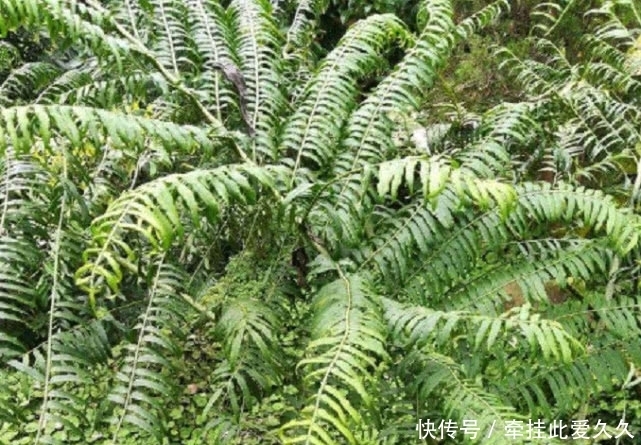 深山|深山里才有的“观音坐莲”有清热解毒的功效，现如今一斤50元