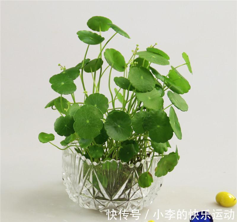 水培铜钱草及简介,一个微盆景容纳一个世界