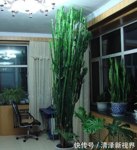 这3款植物虽其貌不扬,室内盆栽,却能让家里变成“天然氧吧”