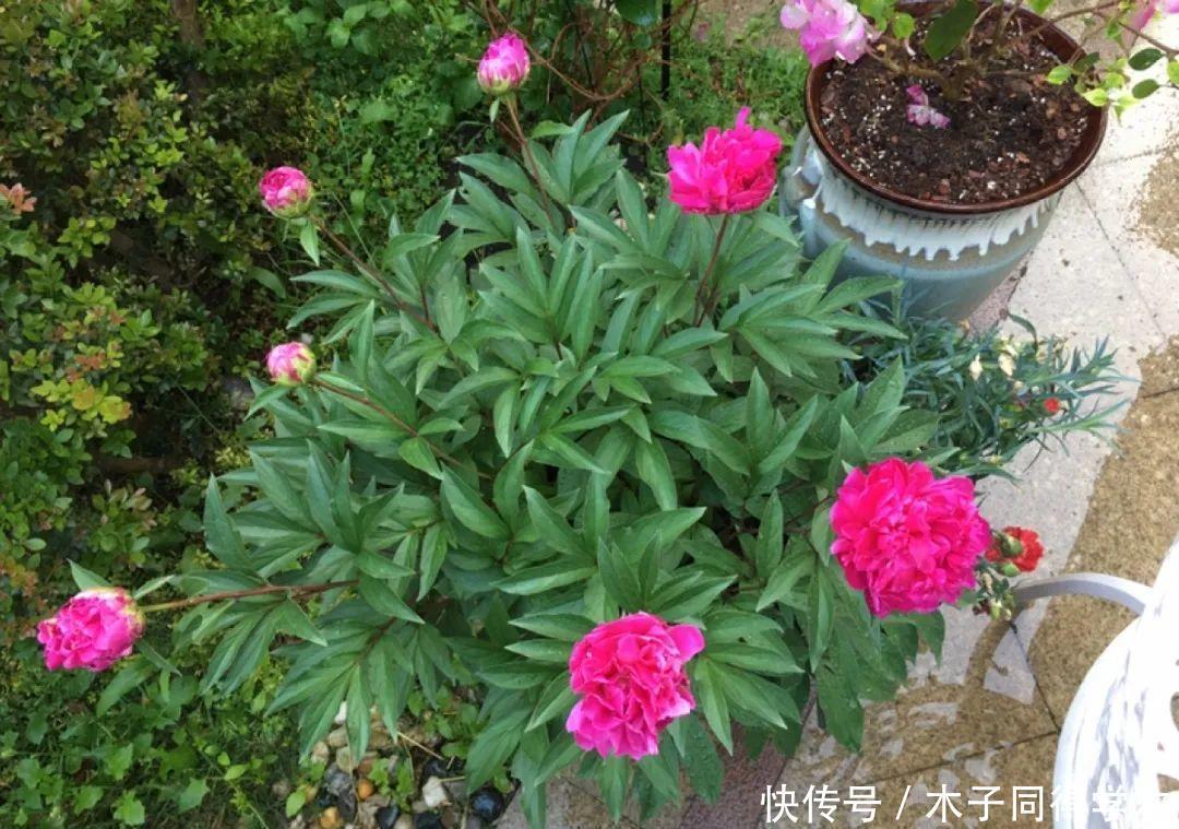 马上进入花期的花,10天一次肥,下个月就开花