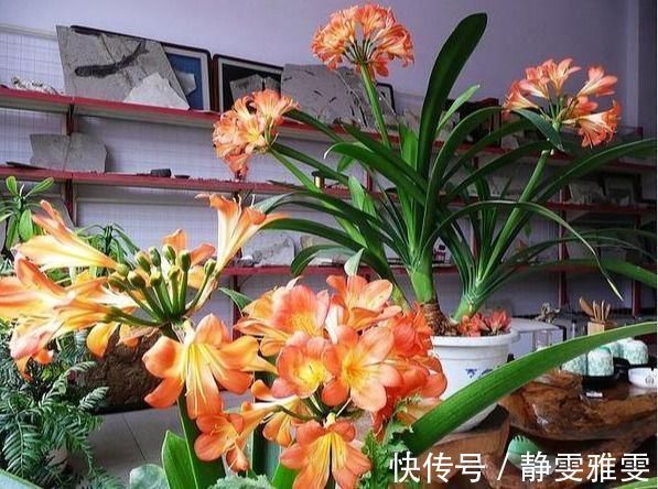 春夏秋冬养君子兰，浇水各不相同，“诀窍”在手，开花成“群”