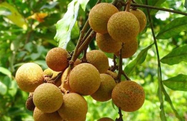 枸杞|男人多吃4种“肾黄金”，比吃枸杞还强，50岁后依旧“肾强腰壮”