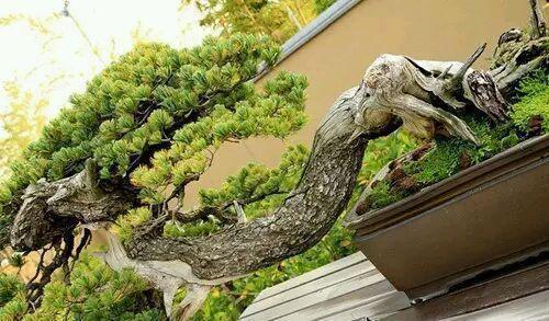 南国风情|世界上最贵的3种盆栽,一盆可以换好几栋别墅!你见过就算土豪