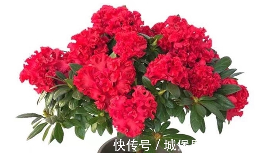 四类花卉不能随便换盆,换不好容易挂掉,要掌握好时间和方法