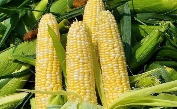 葡萄|这些食物是“癌症克星”, 经常吃一点, 能预防癌症, 癌症不上身