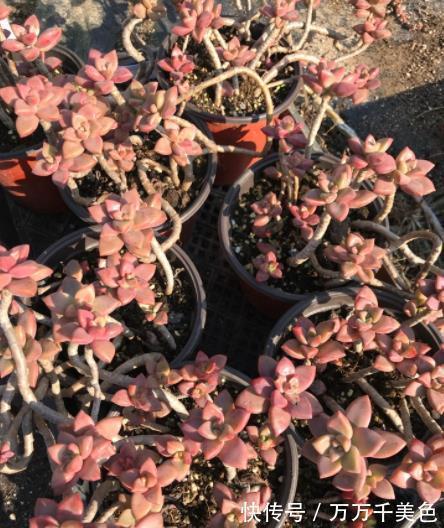 肥厚|推荐2种经典的普货多肉,叶片肥厚易爆崽,长成漂亮悬崖桩