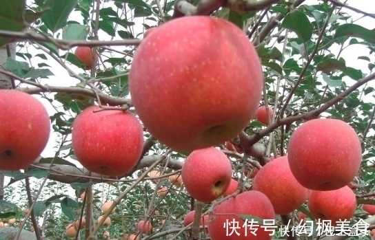 抗氧化物|晚上吃苹果,对健康是好还是坏?今天就一次性告诉你答案,了解下