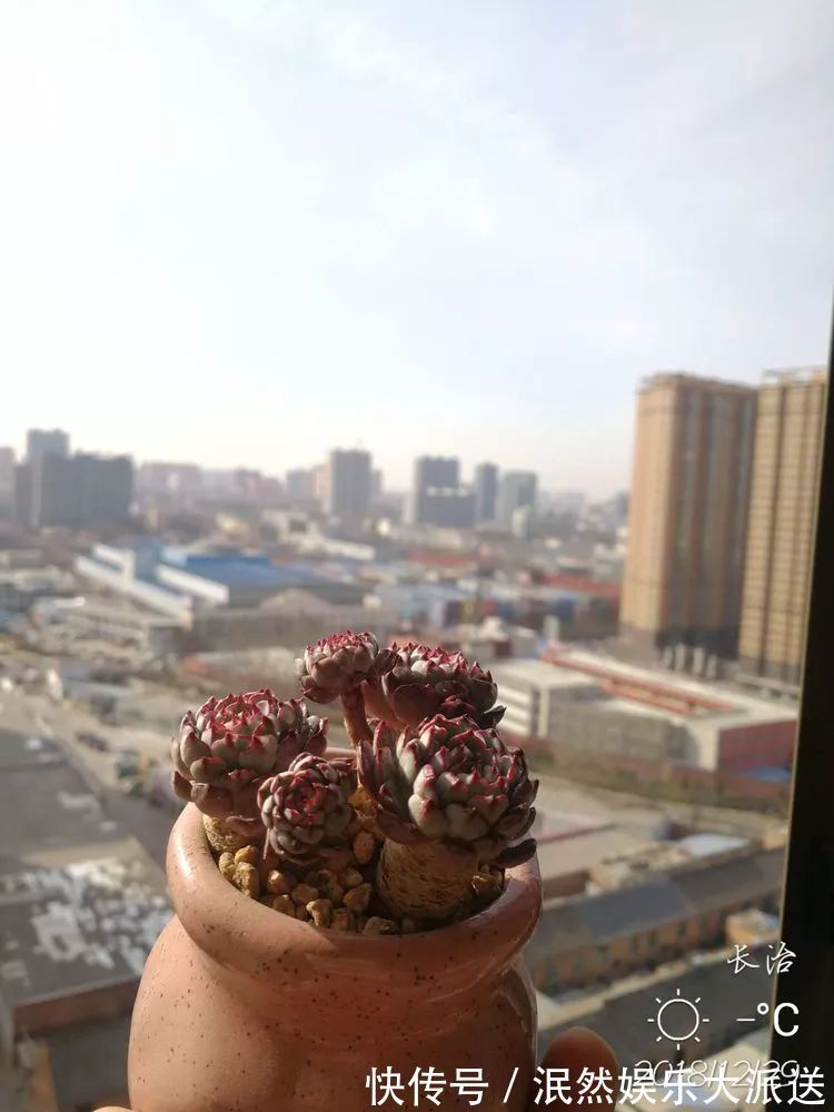 蚧壳虫|为肉痴狂!多肉植物也会用最美的容颜报答我们的勤劳付出!