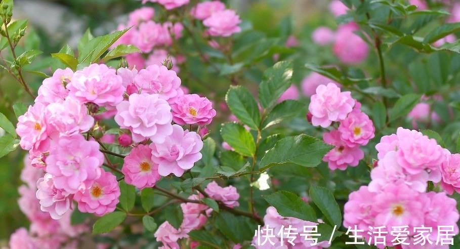 笋芽|月季这样养，轻松变花墙，一颗就能变出一片花海