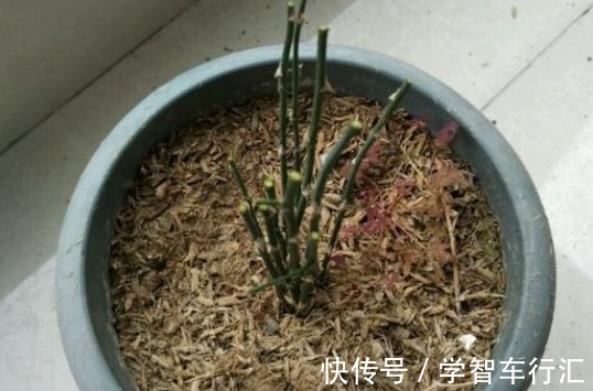 3种花，喜欢“剪秃头”，越剪越茂盛，现在动手刚刚好！