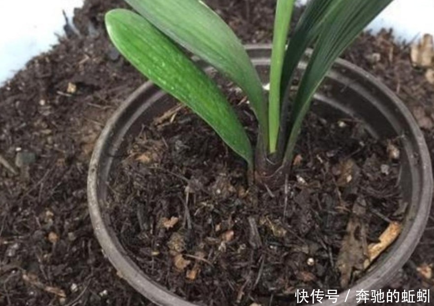 花草|捡来松针土、腐叶土,别急着用作养花,先这么处理才好