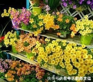 浇水|阳台养花养些“不死花”，一个月不浇水，还能打鸡血似地开满花！