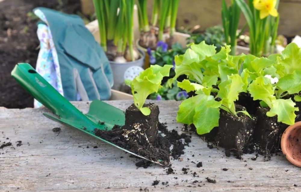 花园|在家种个菜都这么美,还要什么花园?