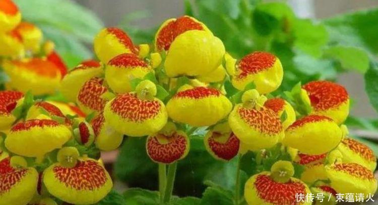 大色|4款艳美的花卉,花大色艳花期长,养客厅一盆,香飘四溢!