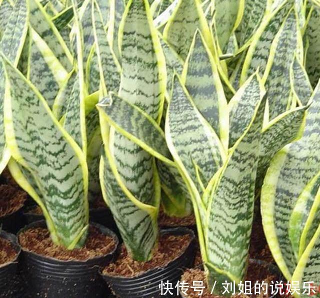 盆里加点这个，虎皮兰花盆撑到爆，呼呼窜到2米高