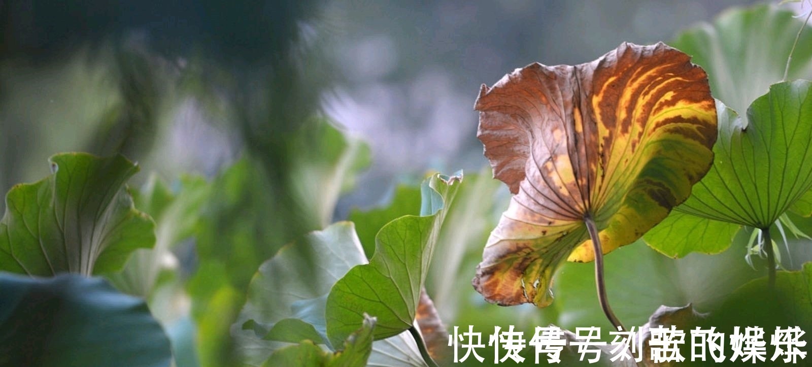 秋声!深秋的枯荷有多美,王瀚的《题败荷》,孤怀落拓的情绪尽在笔端