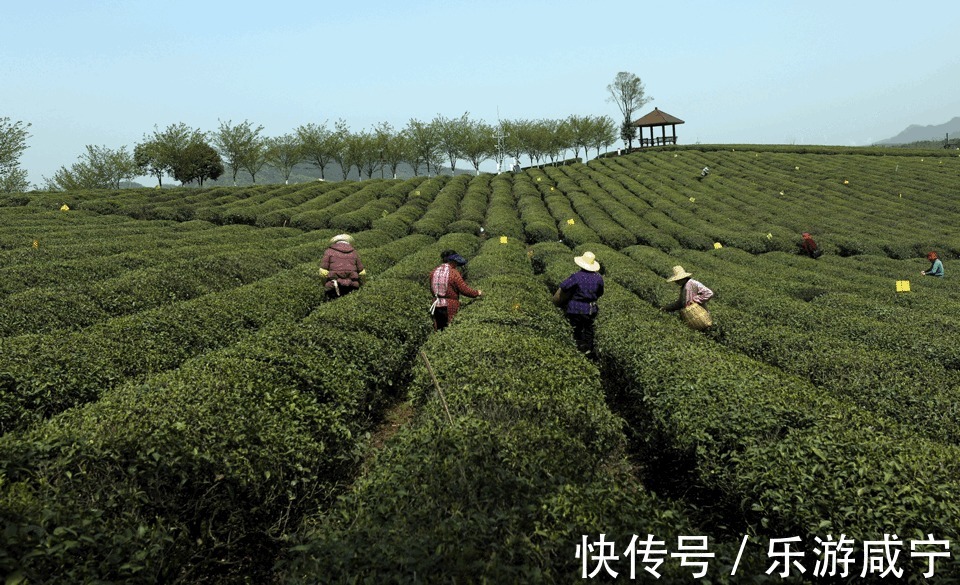 逃离喧嚣 悦享静谧茶园好时光|夏日悠游 | 茶园