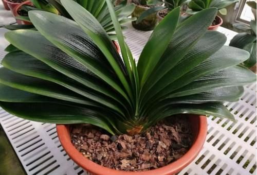 新人花友：养花怎么选土，预防土壤板结？加它们！