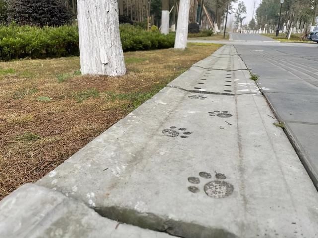 熊猫|锦“观”城 绿道上的熊猫脚印