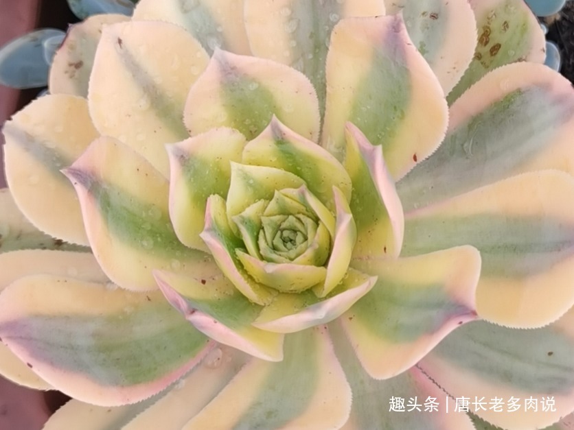 欧佳丽|法师系多肉哪些品种不好度夏听说带锦的法师都不好度夏是吗