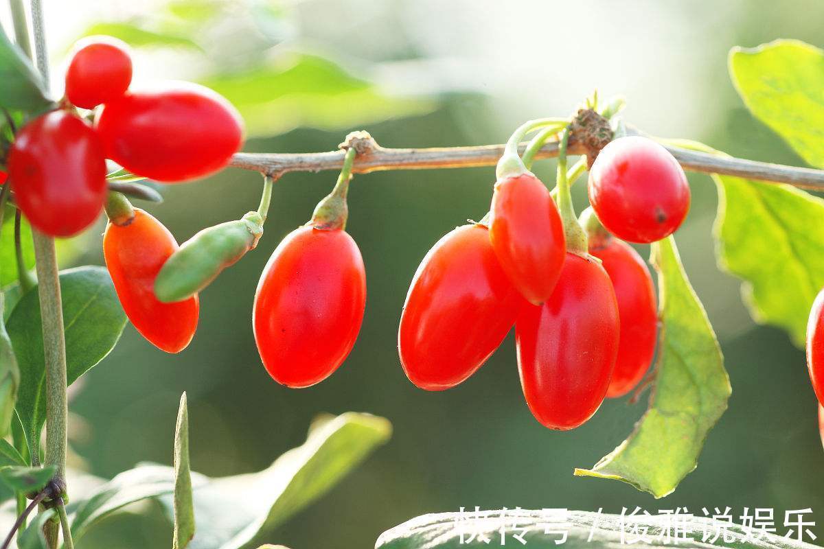 专家|20年的枸杞等于白吃了,健康专家教你正确吃法,能降三高!