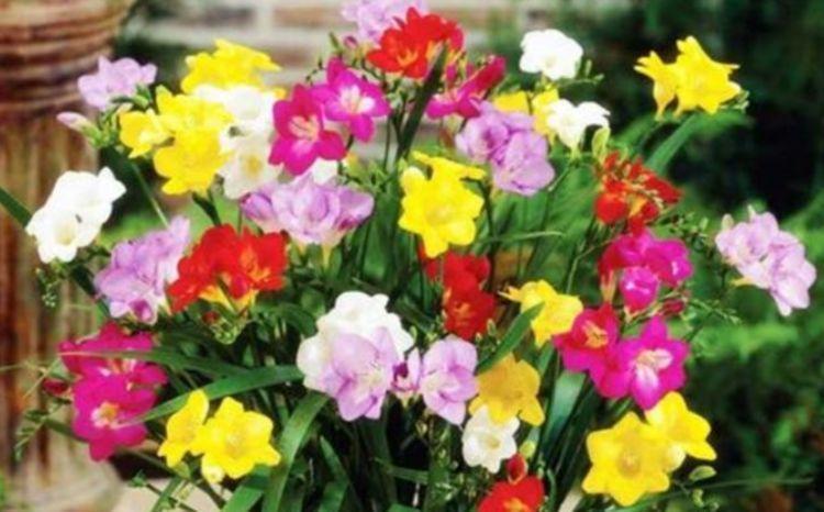 几种花是开花大户,家里养一盆,开花美长势旺,颜值超高的