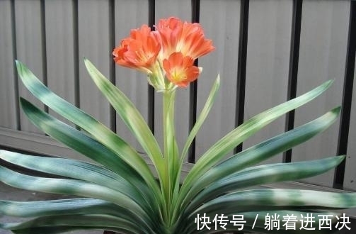 叶子|君子兰夹箭不开花,别慌,学会这些轻松搞定