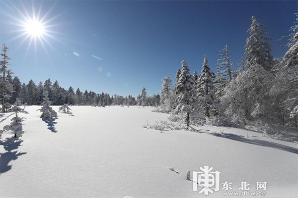 凤凰山|雪深超一米 凤凰山高山雪原“风姿”初现