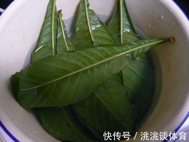 枇杷花|中医建议:农村常见的3种叶子,见了收好,止咳用它,百试百灵