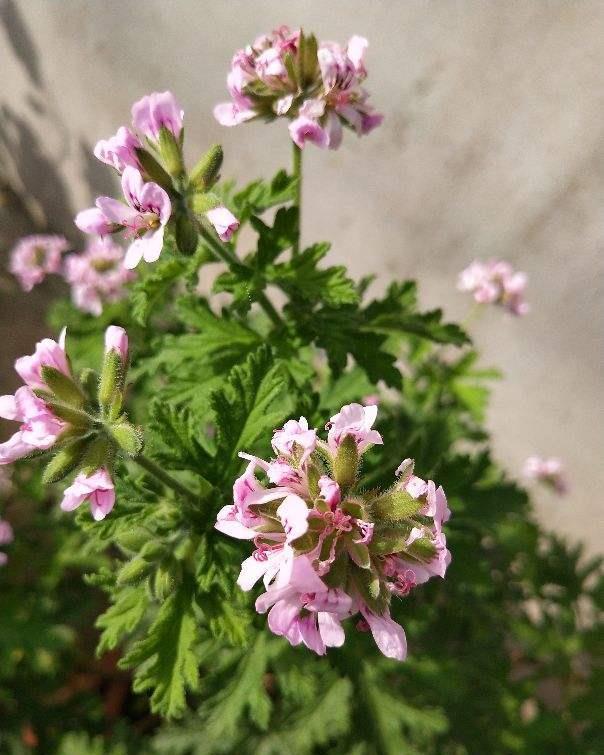 花友们|夏天室外养花，蚊子太多了，种点驱蚊草试试