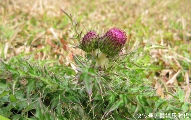 农村|农村不被重视的野菜，能解毒、降血压，城里市场卖到20元一斤！